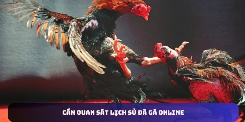 Cần quan sát lịch sử đá gà online