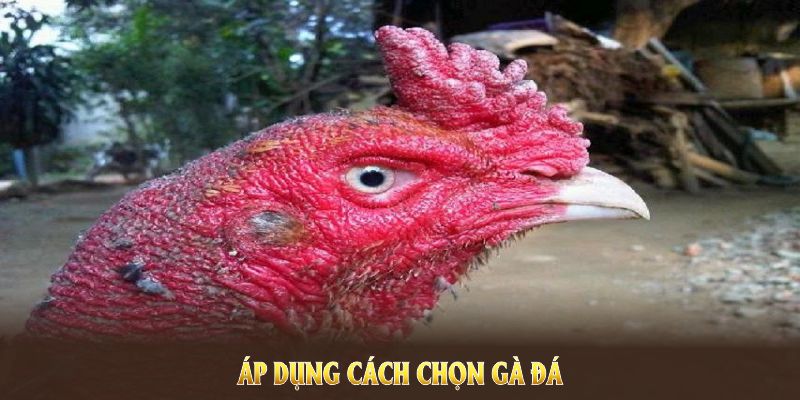 Áp dụng cách chọn gà đá với lưu ý thực, đảm bảo hiệu quả