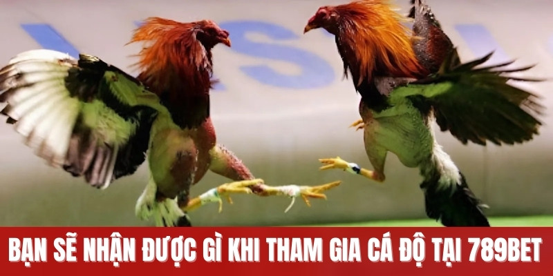 Bạn sẽ nhận được gì khi tham gia cá độ tại 789BET