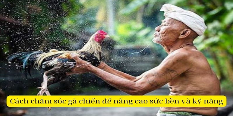 Cách chăm sóc gà đá bằng phương pháp om bóp 