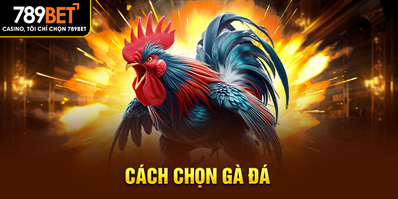 cách chọn gà đá