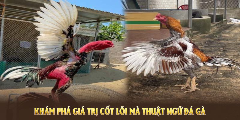 Khám phá giá trị cốt lõi mà thuật ngữ đá gà mang lại cho người chơi