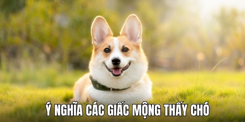 Ý nghĩa của hình ảnh con chó khi xuất hiện trong máu