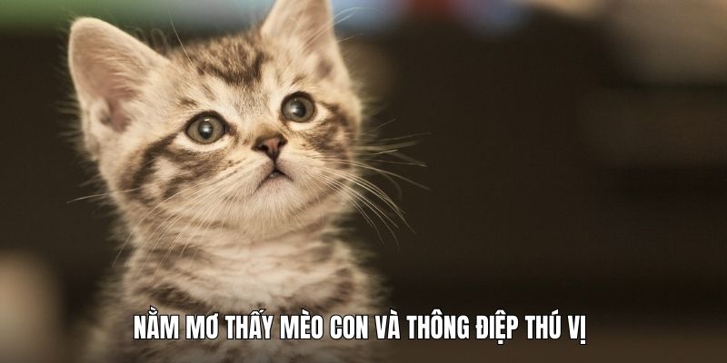 Nằm mơ thấy mèo con và thông điệp thú vị