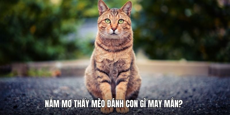 Nằm mơ thấy mèo đem đến nhiều con số may mắn đặc biệt