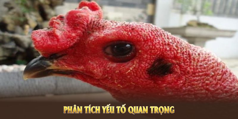 Áp dụng cách chọn gà đá bằng cách phân tích yếu tố quan trọng