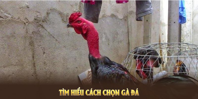 Tìm hiểu cách chọn gà đá qua cấu trúc cơ thể và đặc điểm