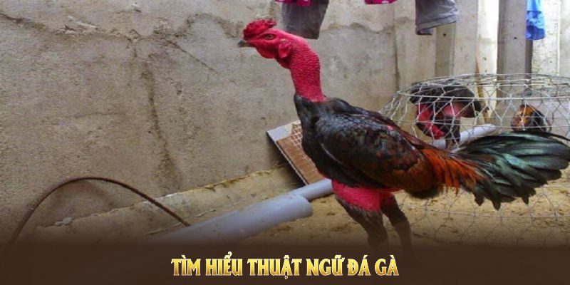 Tìm hiểu thuật ngữ đá gà để nắm rõ các nguyên tắc cơ bản