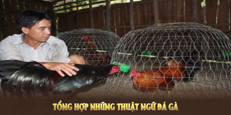 Tổng hợp những thuật ngữ đá gà phổ biến được chia sẻ