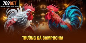 trường gà campuchia